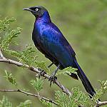 Пурпурнокрылый спрео / Lamprotornis purpuroptera