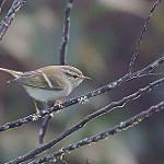 Davison's Leaf Warbler / Phylloscopus intensior
