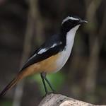 Белогорлый рыжехвост / Dessonornis humeralis