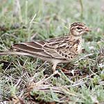 Somali Lark / Corypha somalica