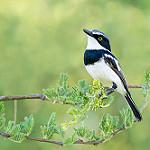 Chinspot Batis / Batis molitor
