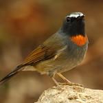 Rufous-gorgeted Flycatcher / Ficedula strophiata