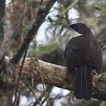 Calyptophilidae фото