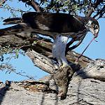 Африканский орёл / Aquila spilogaster