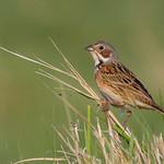 Ошейниковая овсянка / Emberiza fucata