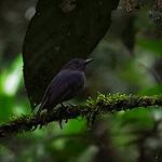 Серый эсперито / Thamnomanes ardesiacus