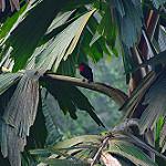 Purple-throated Fruitcrow / Querula purpurata