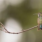 White-bellied Hummingbird / Elliotomyia chionogaster
