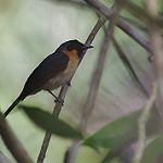 Молуккский монарх / Symposiachrus bimaculatus