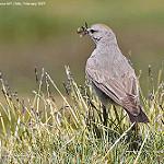 Puna Ground Tyrant / Muscisaxicola juninensis