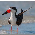 Black Skimmer / Rynchops niger