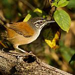 Moustached Wren / Pheugopedius genibarbis