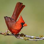 Northern Cardinal / Cardinalis cardinalis