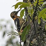Darjeeling Woodpecker / Dendrocopos darjellensis