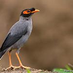 Bank Myna / Acridotheres ginginianus