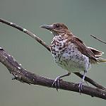 Maranon Thrush / Turdus maranonicus