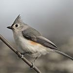 Tufted Titmouse / Baeolophus bicolor