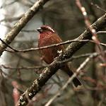 Dark-rumped Rosefinch / Carpodacus edwardsii
