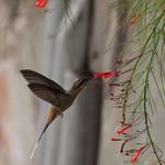 Needle-billed Hermit / Phaethornis philippii