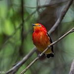 Round-tailed Manakin / Ceratopipra chloromeros