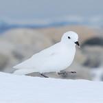 Snow Petrel / Pagodroma nivea