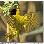 Желтоногий ткач / Ploceus flavipes