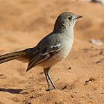 Southern Scrub Robin / Drymodes brunneopygia