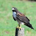 Белохвостая агуйя / Geranoaetus albicaudatus