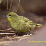 Inaccessible Island Finch / Nesospiza acunhae