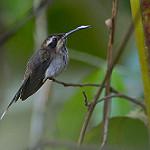 Гвианский колибри-отшельник / Phaethornis rupurumii