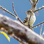 Sierran Elaenia / Elaenia pallatangae