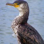 Японский баклан / Phalacrocorax capillatus