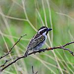 Черноголовая либия / Tricholaema melanocephala