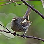 Stitchbird / Notiomystis cincta