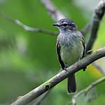 Pacific Elaenia / Myiopagis subplacens