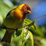 Rufous-headed Tanager / Hemithraupis ruficapilla