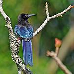 Пестрохвостый древесный удод / Phoeniculus purpureus