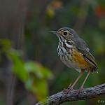 White-browed Antpitta / Hylopezus ochroleucus