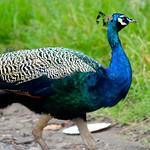 Indian Peafowl / Pavo cristatus