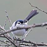 Амазонская комароловка / Polioptila plumbea