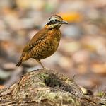 Eared Pitta / Hydrornis phayrei