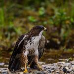 Белогорлый канюк / Buteo albigula