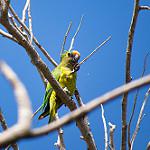 Peach-fronted Parakeet / Eupsittula aurea
