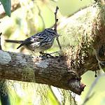 Arrowhead Warbler / Setophaga pharetra