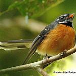 Chestnut-bellied Fantail / Rhipidura hyperythra