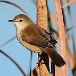Капская камышовка / Acrocephalus gracilirostris