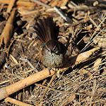 Dusky-tailed Canastero / Pseudasthenes humicola