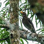 Пестрогорлый дрозд / Turdus lawrencii
