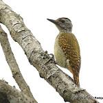 Саванный дятел / Dendropicos poecilolaemus