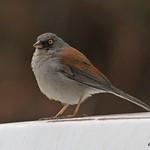 Рыжеспинный юнко / Junco phaeonotus